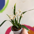 Oncidium flexuosum 'Twinkle White’ - Tiny Butterfly Orchid - Sprouts of Bristol