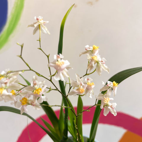 Oncidium flexuosum 'Twinkle White’ - Tiny Butterfly Orchid - Sprouts of Bristol