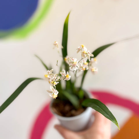 Oncidium flexuosum 'Twinkle White’ - Tiny Butterfly Orchid - Sprouts of Bristol