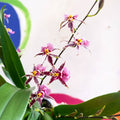 Oncidium x 'Titanium Treasure' - Butterfly Orchid - Sprouts of Bristol