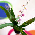 Oncidium x 'Titanium Treasure' - Butterfly Orchid - Sprouts of Bristol