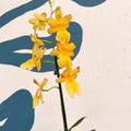 Oncidopsis × ‘Yellow Nelly Isler’ – Yellow Cambria Orchid - Sprouts of Bristol