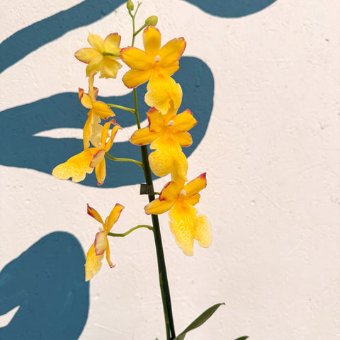 Oncidopsis × ‘Yellow Nelly Isler’ – Yellow Cambria Orchid - Sprouts of Bristol