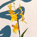 Oncidopsis × ‘Yellow Nelly Isler’ – Yellow Cambria Orchid - Sprouts of Bristol