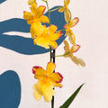 Oncidopsis × ‘Yellow Nelly Isler’ – Yellow Cambria Orchid - Sprouts of Bristol