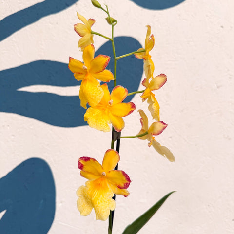 Oncidopsis × ‘Yellow Nelly Isler’ – Yellow Cambria Orchid - Sprouts of Bristol