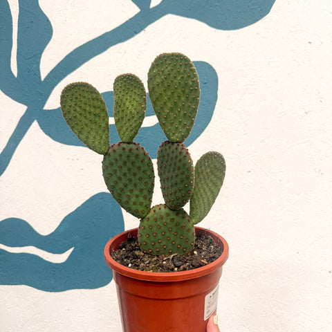 Opuntia macrocalyx - Polka-Dot Cactus - Sprouts of Bristol