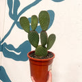 Opuntia macrocalyx - Polka-Dot Cactus - Sprouts of Bristol