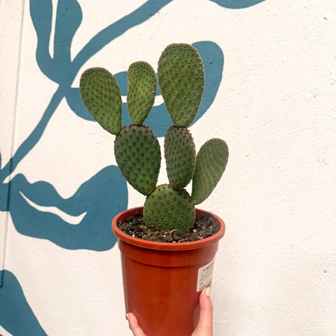 Opuntia macrocalyx - Polka-Dot Cactus - Sprouts of Bristol
