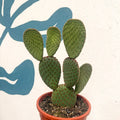 Opuntia macrocalyx - Polka-Dot Cactus - Sprouts of Bristol