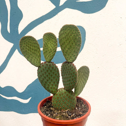 Opuntia macrocalyx - Polka-Dot Cactus - Sprouts of Bristol
