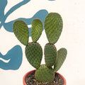 Opuntia macrocalyx - Polka-Dot Cactus - Sprouts of Bristol