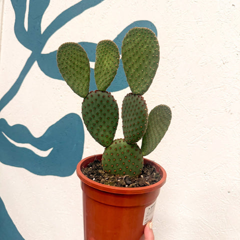 Opuntia macrocalyx - Polka-Dot Cactus - Sprouts of Bristol