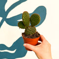 Opuntia rufida – Cinnamon Bunny Ears Cactus - Sprouts of Bristol