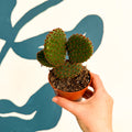 Opuntia rufida – Cinnamon Bunny Ears Cactus - Sprouts of Bristol
