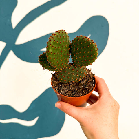 Opuntia rufida – Cinnamon Bunny Ears Cactus - Sprouts of Bristol