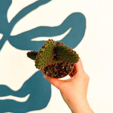 Opuntia rufida – Cinnamon Bunny Ears Cactus - Sprouts of Bristol