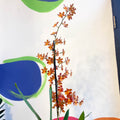 Orange Cambria Orchid - x Colmanara - Sprouts of Bristol
