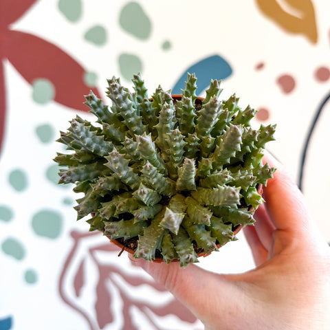 starfish succulent plant Orbea variegata – Starfish Plant – Sprouts of Bristol