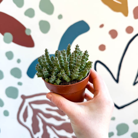 starfish looking succulent Orbea variegata – Starfish Plant – Sprouts of Bristol