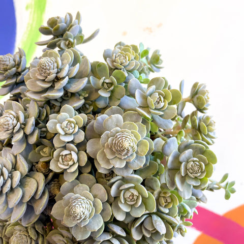 succulent dunce cap Orostachys furusei