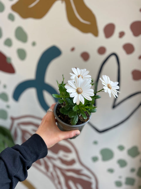 Osteospermum – African Daisy (White with Orange Centre) - Sprouts of Bristol