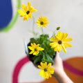 Osteospermum ecklonis 'Tradewinds Yellow Bicolor' - African Daisy - British Grown - Sprouts of Bristol