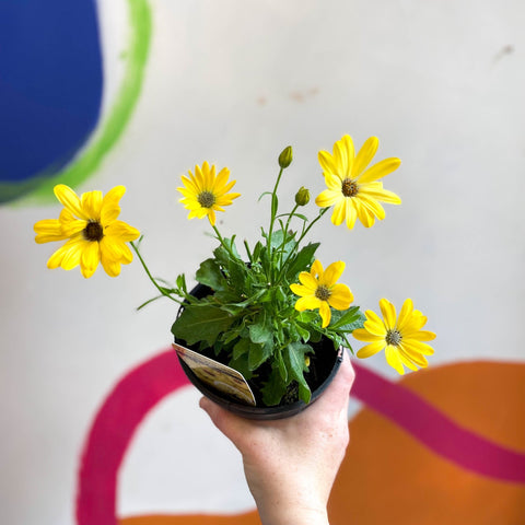 Osteospermum ecklonis 'Tradewinds Yellow Bicolor' - African Daisy - British Grown - Sprouts of Bristol