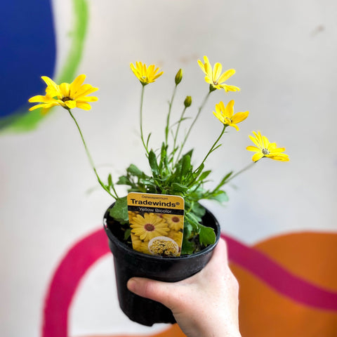 Osteospermum ecklonis 'Tradewinds Yellow Bicolor' - African Daisy - British Grown - Sprouts of Bristol