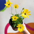 Osteospermum ecklonis 'Tradewinds Yellow Bicolor' - African Daisy - British Grown - Sprouts of Bristol