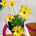 Osteospermum ecklonis 'Tradewinds Yellow Bicolor' - African Daisy - British Grown - Sprouts of Bristol