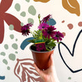 Osteospermum ‘Erato Purple’ - African Daisy - British Grown (Copy) - Sprouts of Bristol