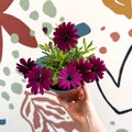Osteospermum ‘Erato Purple’ - African Daisy - British Grown (Copy) - Sprouts of Bristol