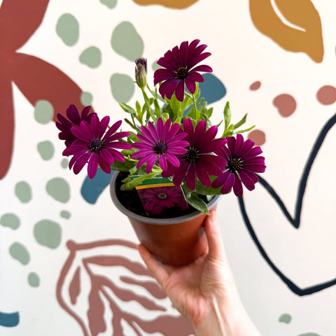 Osteospermum ‘Erato Purple’ - African Daisy - British Grown (Copy) - Sprouts of Bristol