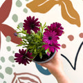Osteospermum ‘Erato Purple’ - African Daisy - British Grown (Copy) - Sprouts of Bristol