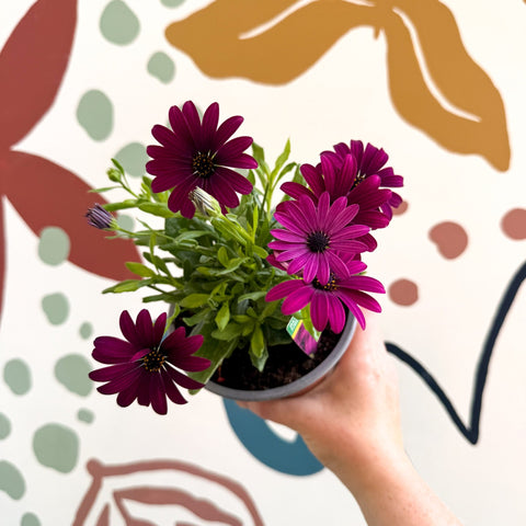 Osteospermum ‘Erato Purple’ - African Daisy - British Grown (Copy) - Sprouts of Bristol