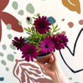 Osteospermum ‘Erato Purple’ - African Daisy - British Grown (Copy) - Sprouts of Bristol