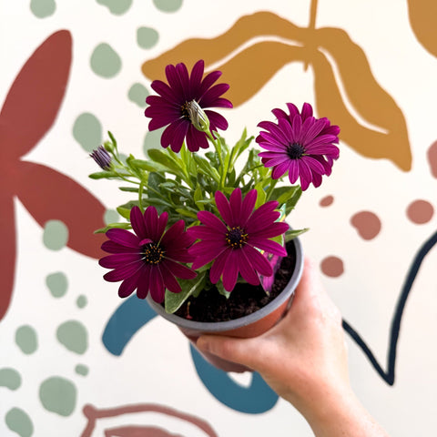 Osteospermum ‘Erato Purple’ - African Daisy - British Grown (Copy) - Sprouts of Bristol