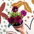 Osteospermum ‘Erato Purple’ - African Daisy - British Grown (Copy) - Sprouts of Bristol