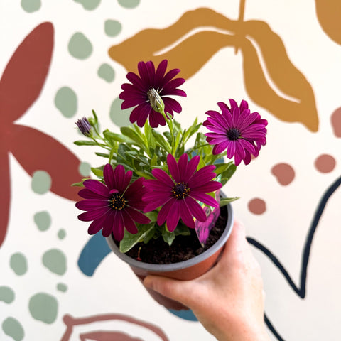 Osteospermum ‘Erato Purple’ - African Daisy - British Grown (Copy) - Sprouts of Bristol