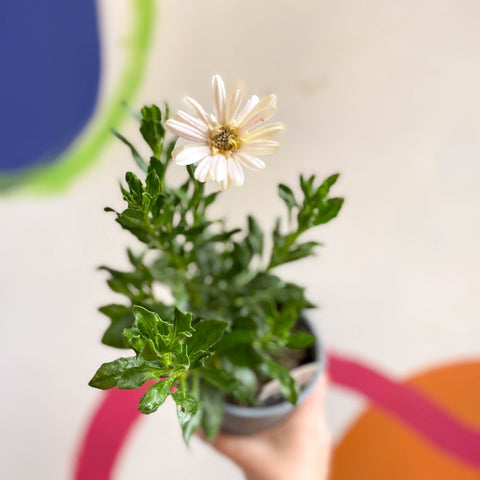 Osteospermum 'Senorita Double Pink' - British Grown - Sprouts of Bristol