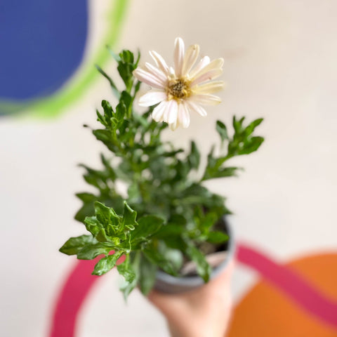 Osteospermum 'Senorita Double Pink' - British Grown - Sprouts of Bristol