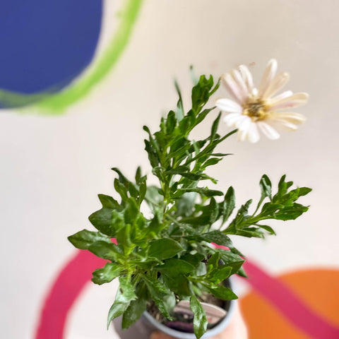 Osteospermum 'Senorita Double Pink' - British Grown - Sprouts of Bristol