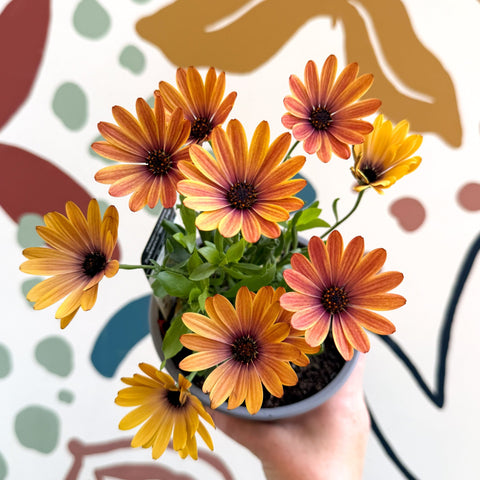 Osteospermum 'Tradewinds Yellow Imp' - African Daisy - British Grown - Sprouts of Bristol
