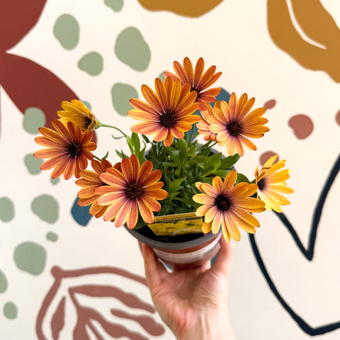 Osteospermum 'Tradewinds Yellow Imp' - African Daisy - British Grown - Sprouts of Bristol