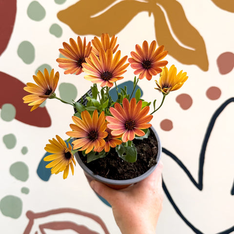 Osteospermum 'Tradewinds Yellow Imp' - African Daisy - British Grown - Sprouts of Bristol