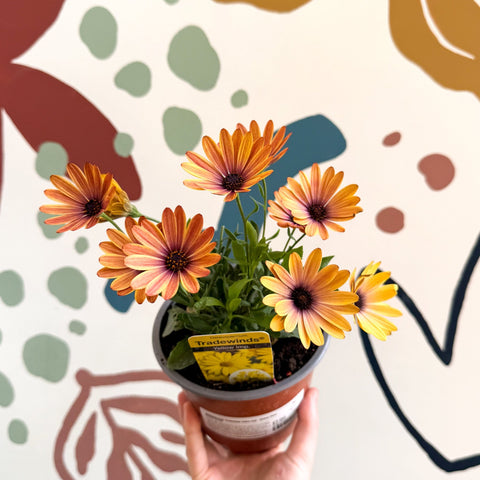 Osteospermum 'Tradewinds Yellow Imp' - African Daisy - British Grown - Sprouts of Bristol