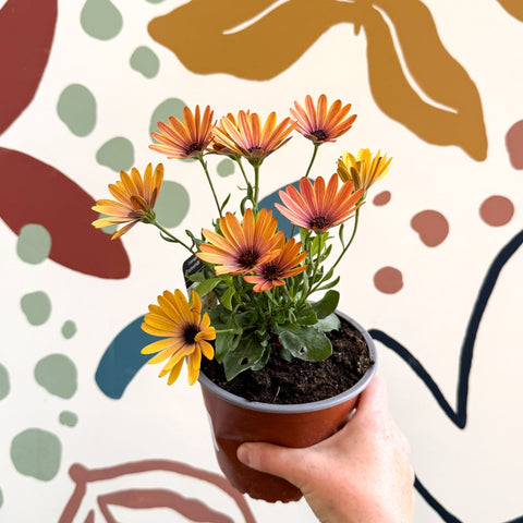Osteospermum 'Tradewinds Yellow Imp' - African Daisy - British Grown - Sprouts of Bristol