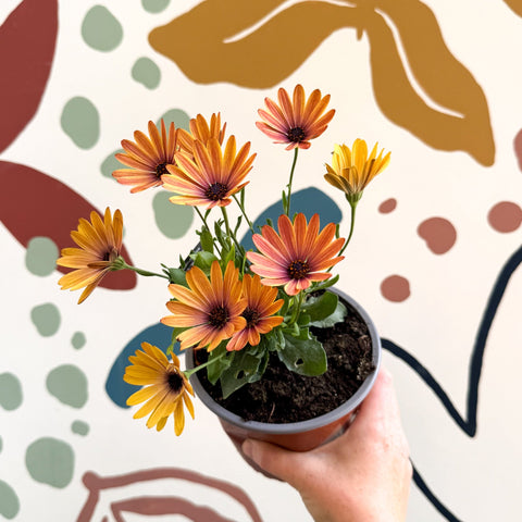 Osteospermum 'Tradewinds Yellow Imp' - African Daisy - British Grown - Sprouts of Bristol