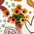 Osteospermum 'Tradewinds Yellow Imp' - African Daisy - British Grown - Sprouts of Bristol